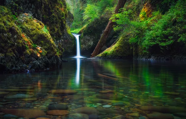 Autumn, forest, river, waterfall, Oregon, USA, state, September