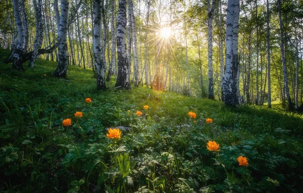 Forest, summer, the sun, rays, light, flowers, birch, Russia