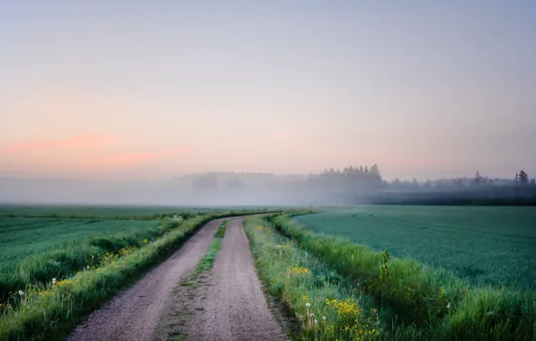Picture road, field, fog