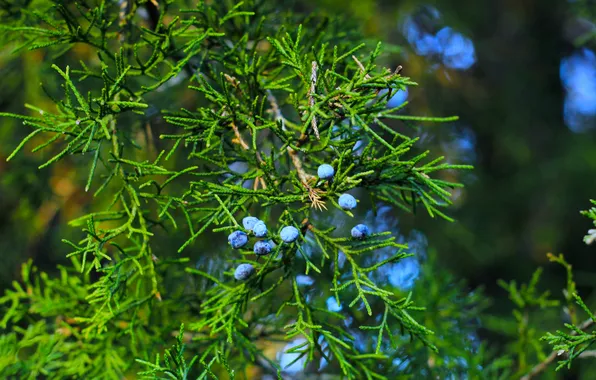 Blue, fruit, twig