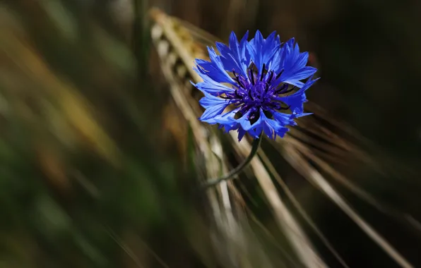 Field, flower, macro, blue, the dark background, ear, rye, spike