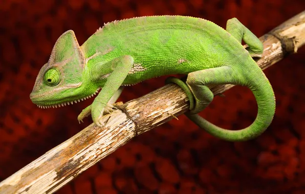 Eyes, chameleon, background, branch, lizard, tail