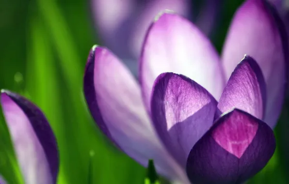 Greens, flowers, petals, purple crocuses