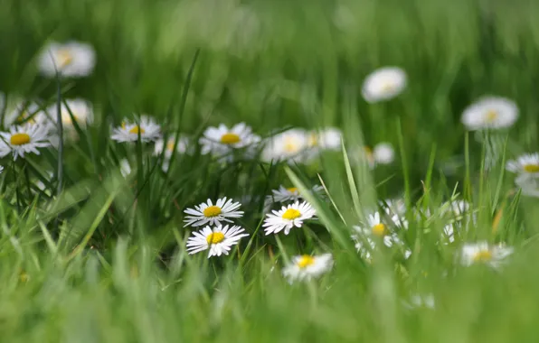 Picture field, grass, chamomile, blur