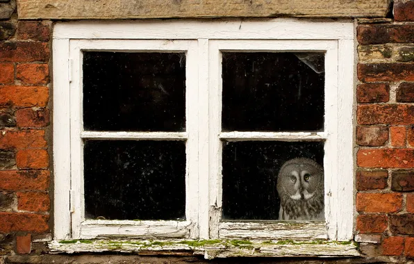 Picture house, owl, window