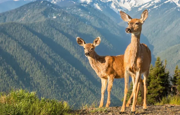 Picture forest, grass, the sun, trees, landscape, mountains, deer, USA