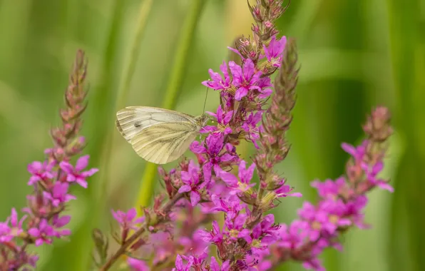 Picture macro, flowers, butterfly, Loosestrife, Braquenie