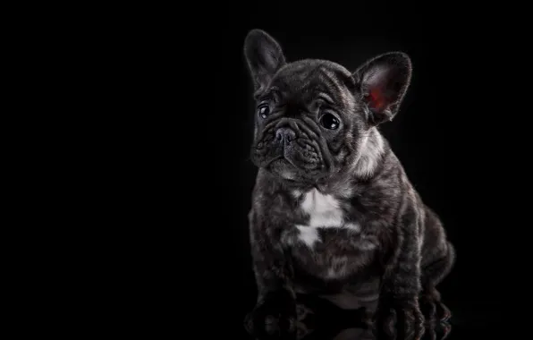 Picture dog, puppy, French bulldog