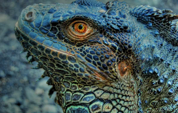 Eye, lizard, Iguana, skin, reptile, Indonesia, Bali Zoo