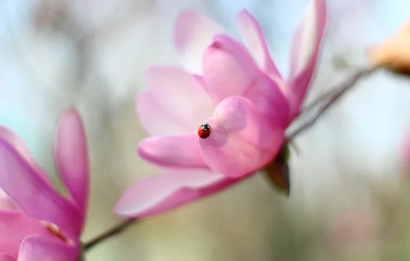 Pink, flowers, sun, bokeh, spring, daisy, sunflower, magnolia