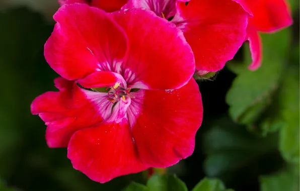 Picture Macro, Macro, Geranium, Red flowers, Red flower, Geranium