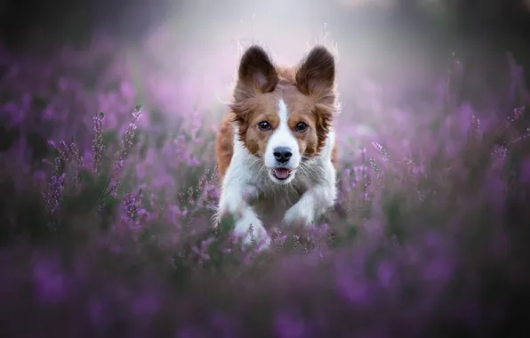 Picture face, joy, happiness, flowers, nature, pose, jump, glade