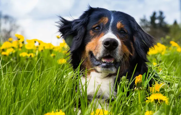 Face, portrait, dog, Bernese mountain dog