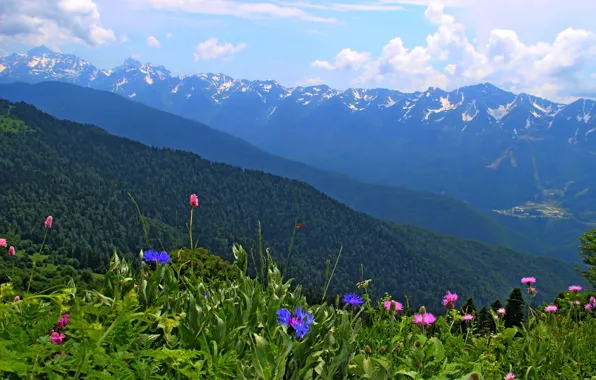 Flowers, Nature, Mountains, Spring, Nature, Flowers, Spring, Mountains