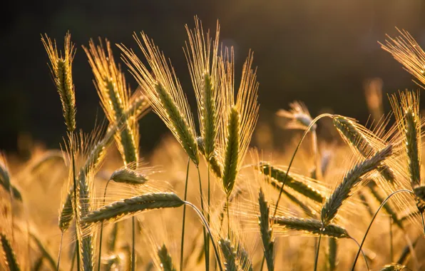 Picture field, macro, light, rye, ears, cereals, rye field