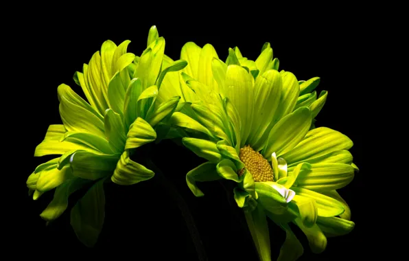 Flowers, nature, background