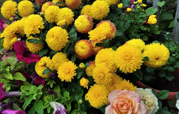 Flowers, Rose, Love, Beauty, Happy birthday
