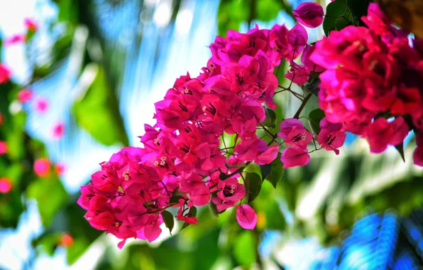 Leaves, light, flowers, bright, branch, pink, flowering, bokeh