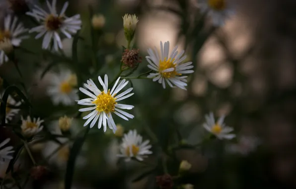 Flowers, nature, chamomile