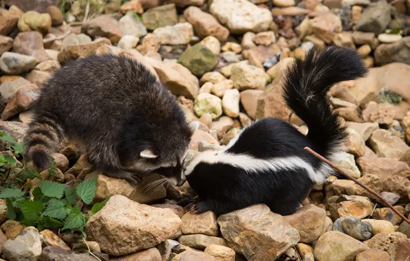 Stones, raccoon, friends, skunk