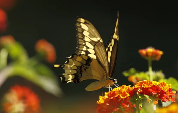 Picture flower, macro, butterfly, plant, insect, moth