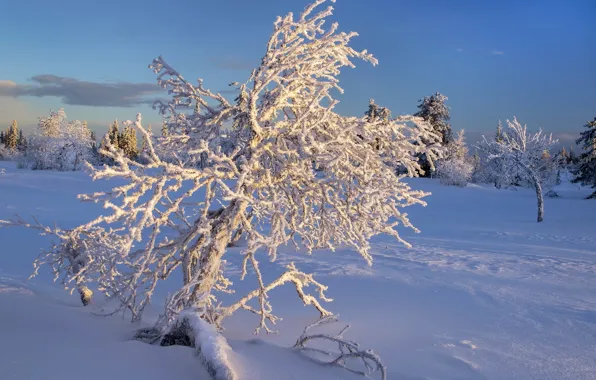 Winter, snow, nature, tree