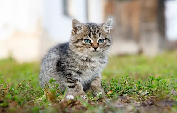Grass, kitty, bokeh, Ilya Garbuzov