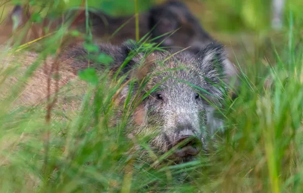 Grass, look, face, portrait, boar, bokeh
