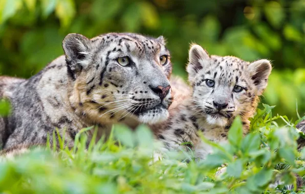 Picture greens, cat, grass, look, baby, snow leopard, cub, kitty