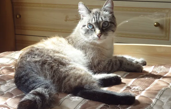 Picture cat, sofa, lies