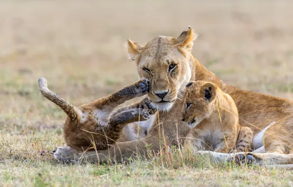 The game, lions, the cubs, lioness