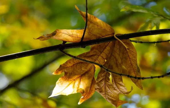 Autumn, leaves, light, branches, yellow, nature, sheet, background