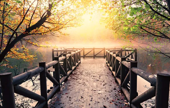 Autumn, leaves, light, trees, branches, bridge, nature, fog