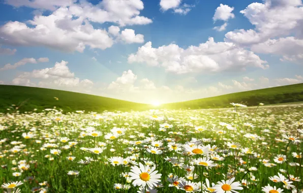 Field, the sun, clouds, landscape, dawn, chamomile