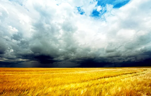 Picture the storm, field, clouds, cereals