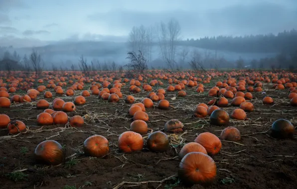 Picture field, fog, pumpkin