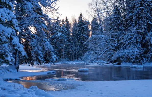 Picture winter, forest, water, snow, trees, landscape, nature, river
