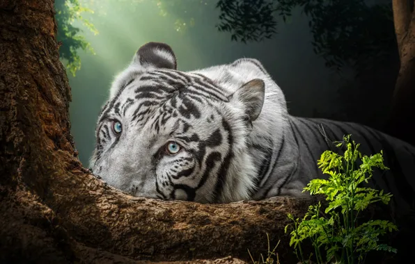 Picture look, nature, tiger, animal, predator, beast