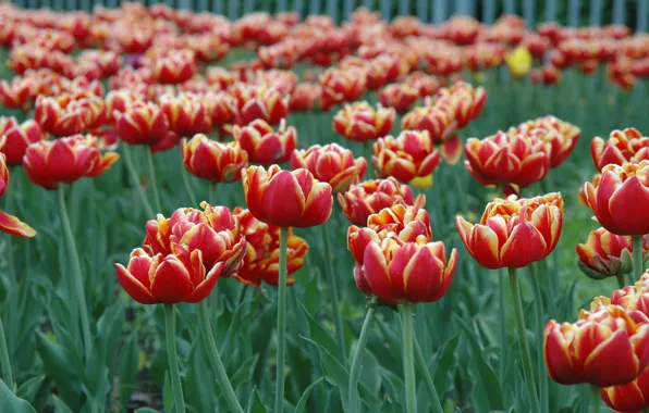 Picture flower, spring, may, tulips