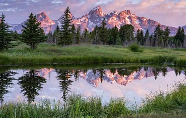 Picture greens, forest, summer, the sky, grass, clouds, light, landscape