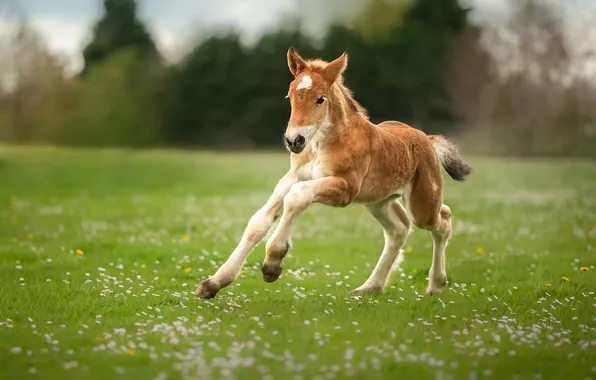 Field, summer, foal