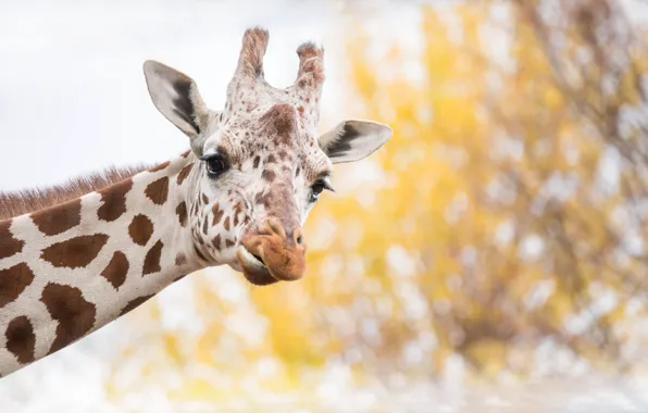 Nature, background, giraffe