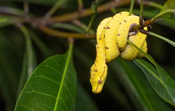 Leaves, branches, snake, Python, yellow