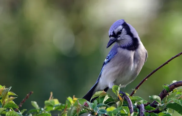 Picture branches, bird, blue Jay