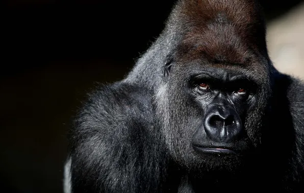Picture look, background, Gorilla, monkey.gray