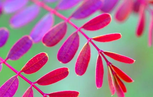 Picture autumn, leaves, branches, plant, color