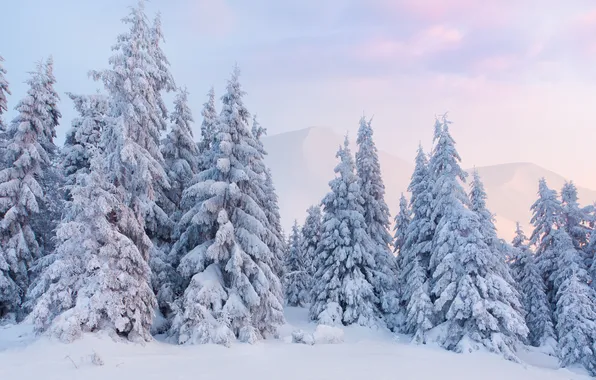 Picture winter, snow, dawn, tree