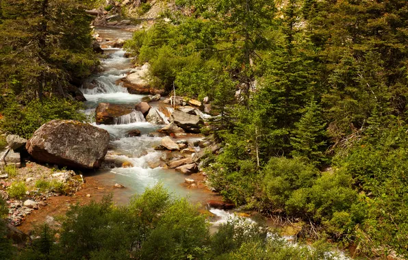 Forest, trees, stream, stones, USA, Glacier National Park, Montana