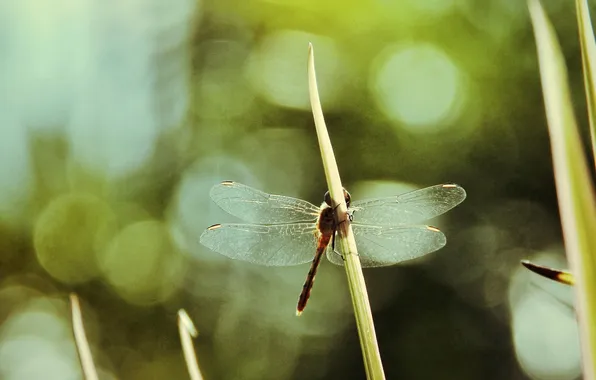 Picture grass, leaves, glare, dragonfly