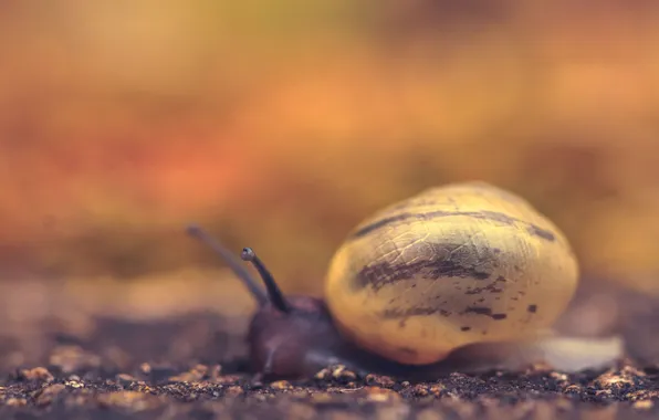 Macro, nature, background, snail